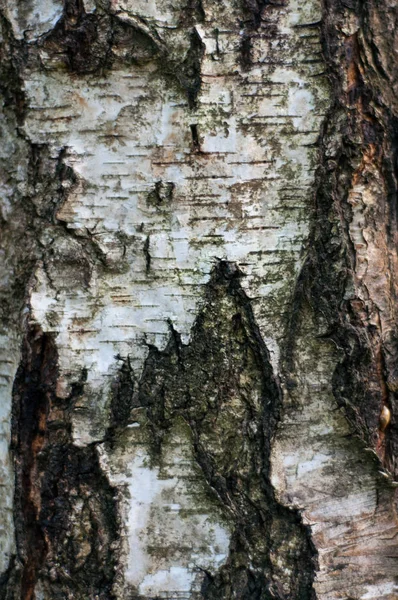 Close Bark Birch Tree — Stock Photo, Image