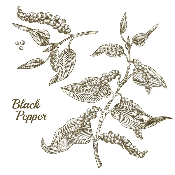 Vector Illustration Black Pepper Plant Leaves Peppercorns Isolated White Background — Stock Vector