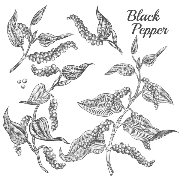 Vector illustration of black pepper plant — Stock Vector