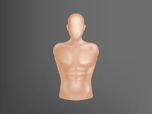 Vector 3d realista cuerpo humano, torso del hombre — Vector de stock