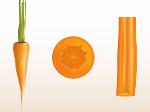 Vektor realistische Darstellung der orangefarbenen Karotte — Stockvektor