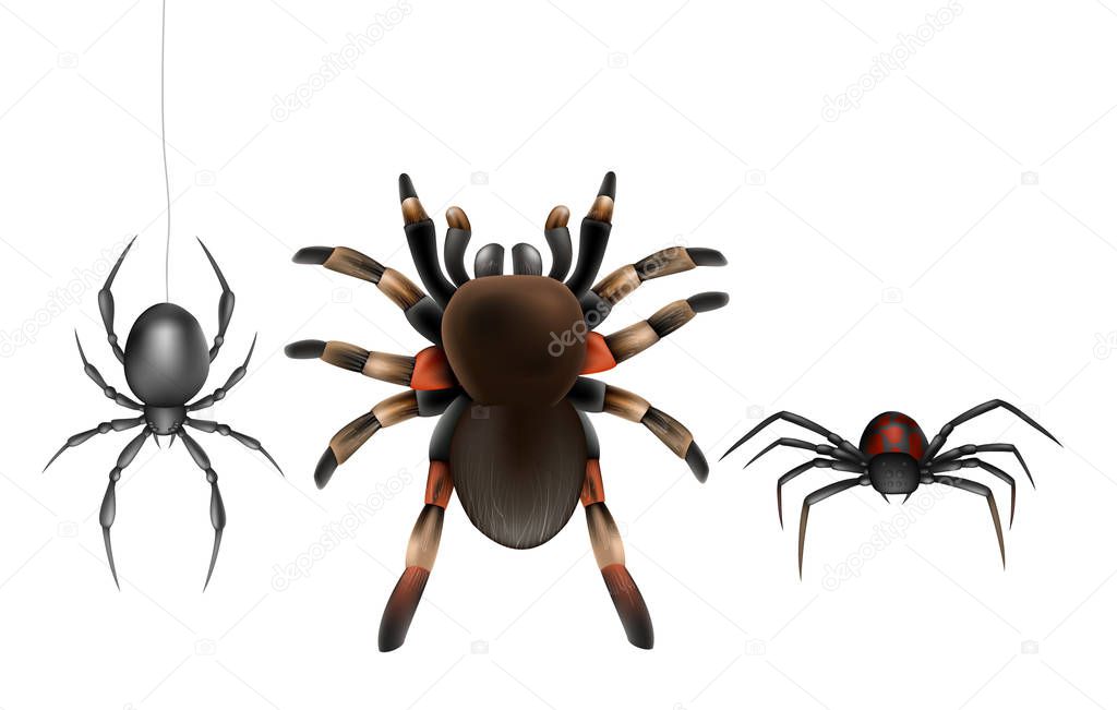 Poisonous spiders species cartoon vector set