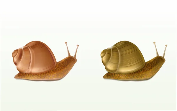 Escargots terrestres réalistes icônes vectorielles isolées — Image vectorielle