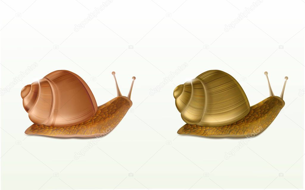 Land snails realistic isolated vector icons