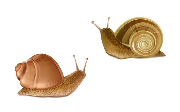 Vector Burgundy, Roman snails. French cuisine delicatessen — Stock Vector