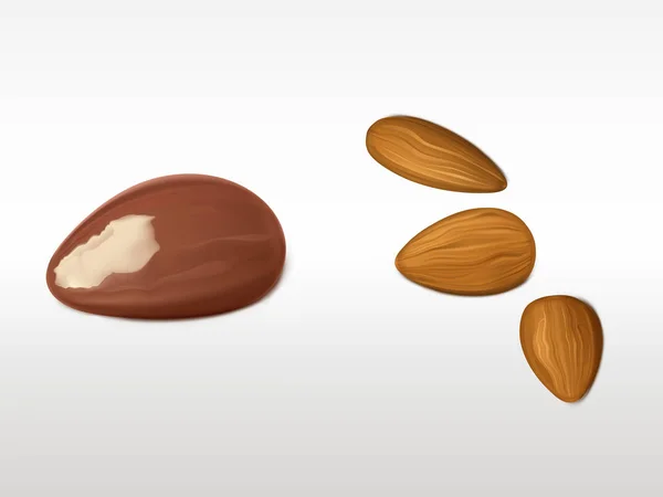 Set amandes et noix du Brésil isolé sur blanc . — Image vectorielle