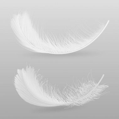 Birds white feather realistic vector illustration clipart