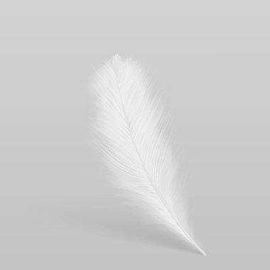 Birds white plume realistic vector illustration clipart
