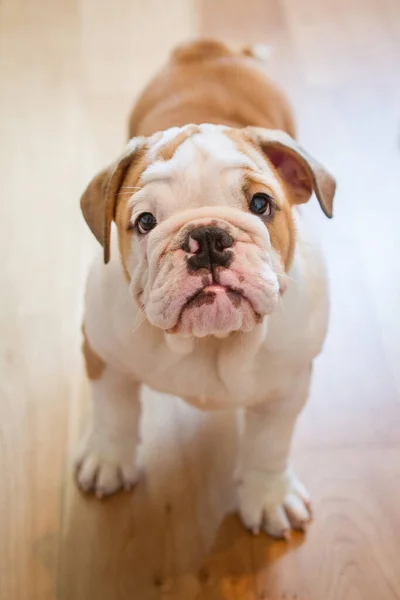 Niedliche Kleine Englische Bulldogge Welpe Englische Bulldoggen Stehen Hause Auf — Stockfoto