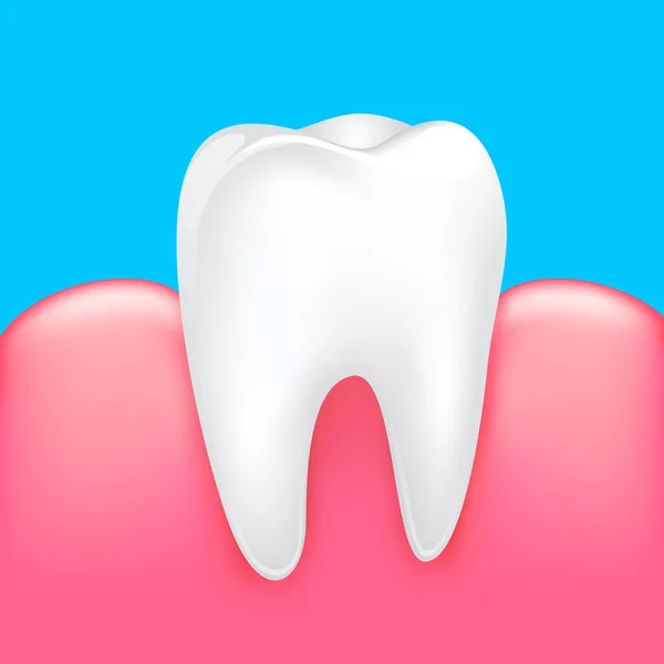 Здоровий Зуб Людськими Яснами Концепція Стоматологічної Допомоги Ілюстрація Ізольована Синьому — стоковий вектор