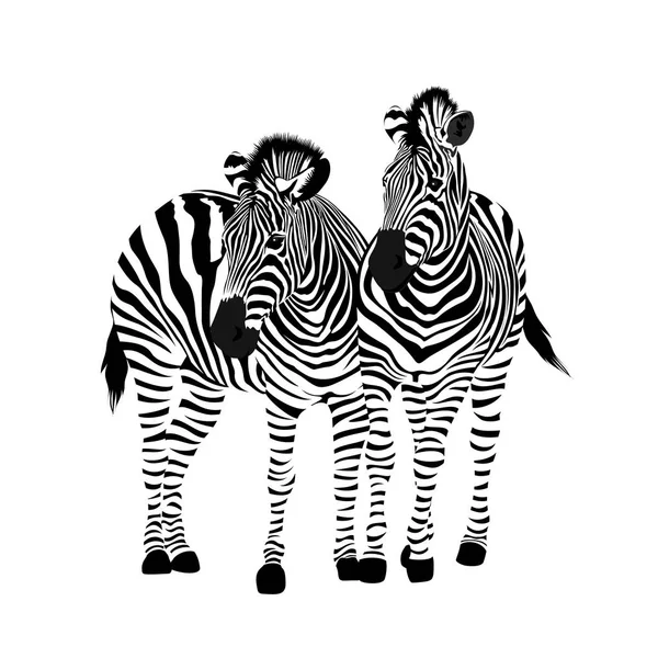 Couple Zebra Debout Ornement Animal Savannah Texture Animale Sauvage Rayé — Image vectorielle