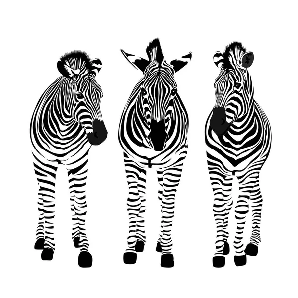 Three Zebras Standing Savannah Animal Ornament Wild Animal Texture Striped — Stock Vector