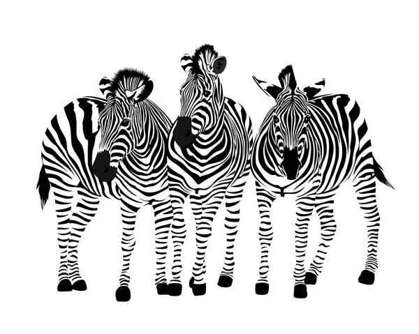 Three zebras standing. Savannah animal ornament. Wild animal texture. Striped black and white. Vector illustration isolated on white background.