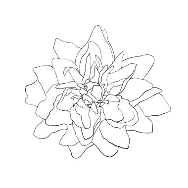 Güzel tek renkli kroki, siyah ve beyaz çiçek. Beyaz arka plan üzerinde izole vektör çizim.