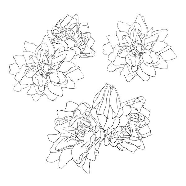 Ensemble Belle Esquisse Monochrome Fleur Noire Blanche Illustration Vectorielle Isolée — Image vectorielle