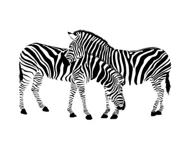 Zebra çift ayakta. Vahşi hayvan dokusu. Çizgili siyah beyaz. Vektör illüstrasyonu beyaz arkaplanda izole edildi.