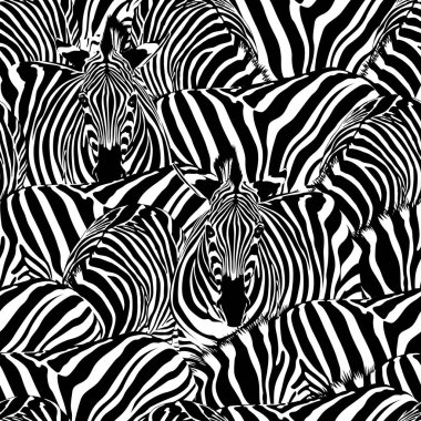 Zebra seamless modeli. Vahşi hayvan, çizgili siyah ve beyaz. tasarım moda kumaş dokusu. Beyaz arka plan üzerinde izole vektör çizim.