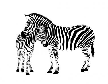 Zebra ailesi. Vahşi hayvan dokusu. Çizgili siyah beyaz. Vektör illüstrasyonu beyaz arkaplanda izole edildi.