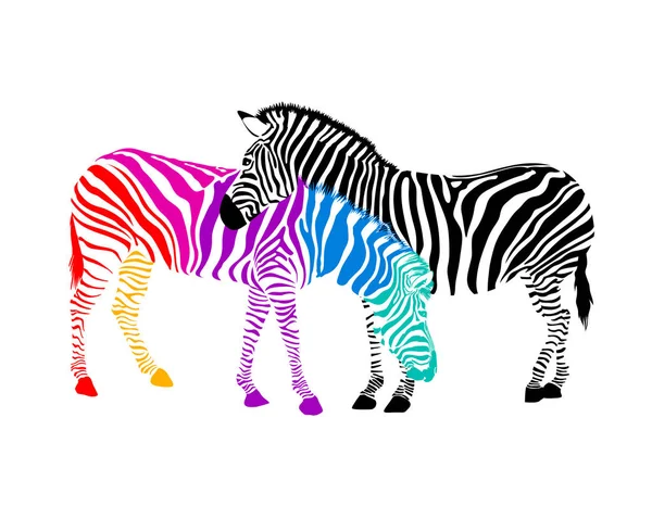 Zebra Par Vilda Djurs Struktur Randig Svart Och Färgglad Vektorillustration — Stock vektor