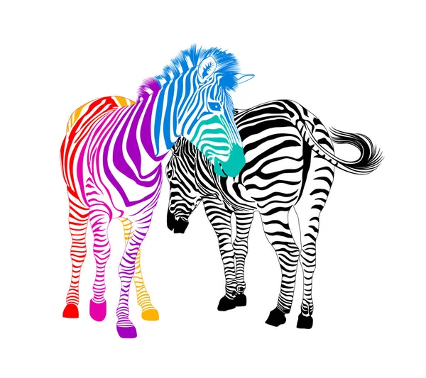 Zebra Par Vilda Djurs Struktur Randig Svart Och Färgglad Vektorillustration — Stock vektor