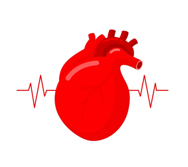 Serce Ludzkie Linią Ekg Koncepcja Opieki Zdrowotnej Charytatywnej Ilustracja Wektorowa — Wektor stockowy