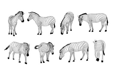 Zebralar seti. Vahşi hayvan dokusu. Anahat çizgili siyah ve beyaz. Beyaz arka planda yalıtılmış çizim.