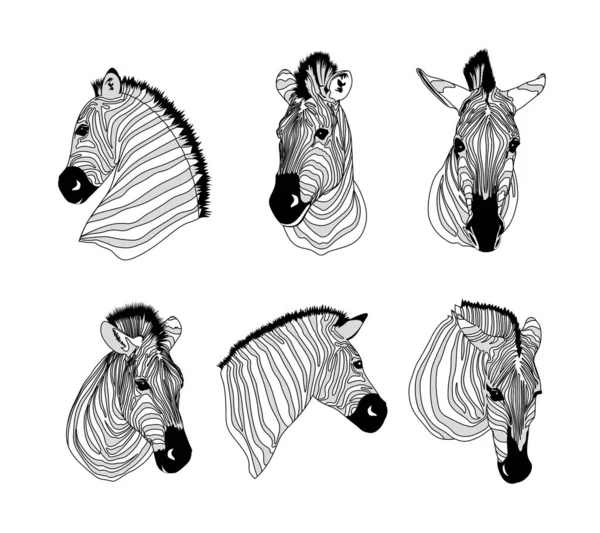 Ensemble Têtes Zèbres Ornement Animal Savannah Texture Animale Sauvage Contour — Image vectorielle