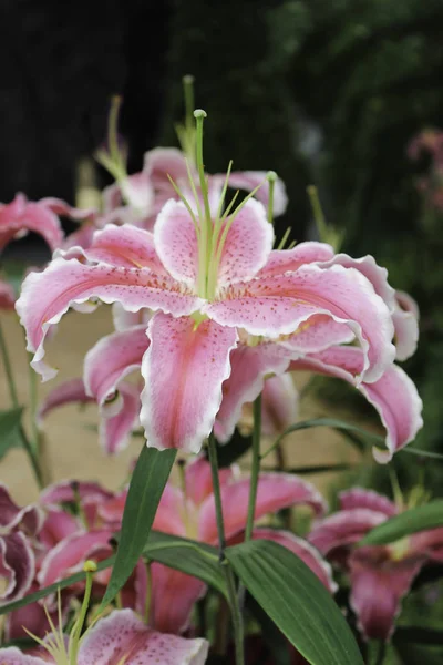 Flor Lírio Rosa Jardim Primavera Dia Para Cartão Postal Decoração — Fotografia de Stock