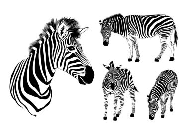Grafiksel zebra seti. Vahşi hayvan doku tasarımı. Çizgili siyah beyaz. Beyaz arka planda yalıtılmış çizim.