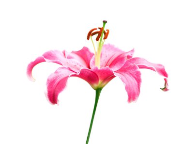 Beyaz arka planda pembe lilly çiçek. Kartpostal, güzellik dekorasyonu ve tarım konsept tasarımı için bahar günü.