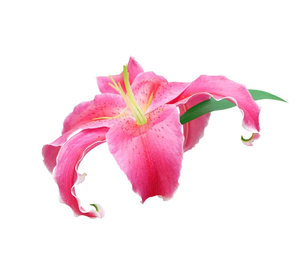 白い背景にピンクのリリーの花 はがき 美容装飾 農業コンセプトデザインの春の日 — ストック写真
