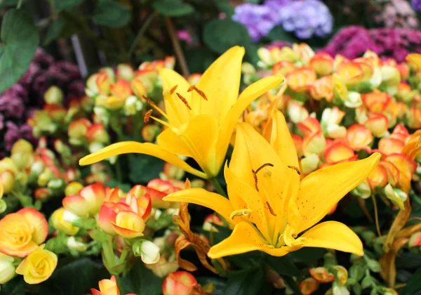 Желтый Цветок Лилии Саду День Весны Открыток Украшения Красоты Дизайна — стоковое фото