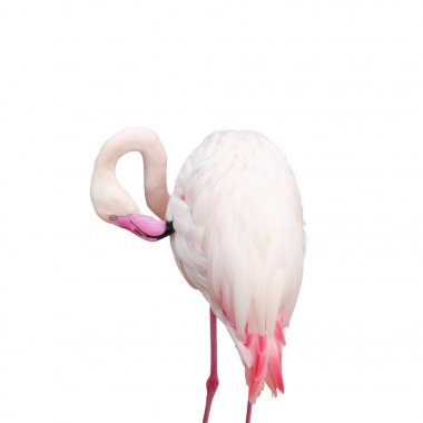 Flamingo kuş beyaz arka plan üzerinde kırpma yolu ile izole. hayvan yaşamı görüntü.