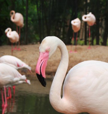yakın çekim su arka planda flamingo bir kafa. Kırpma yolu dahil. Hayvan yaşamı görüntüsü.