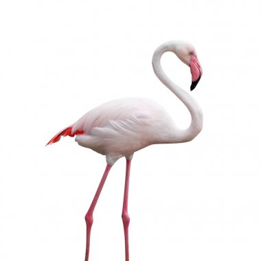 Flamingo kuş beyaz arka plan üzerinde kırpma yolu ile izole. hayvan yaşamı görüntü