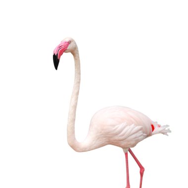 Flamingo kuş beyaz arka plan üzerinde kırpma yolu ile izole. hayvan yaşamı görüntü.