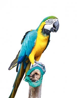 Macaw kuş beyaz arka plan üzerinde kırpma yolu ile izole. Amazon'un papağan veya renkli papağan görüntü Portresi.