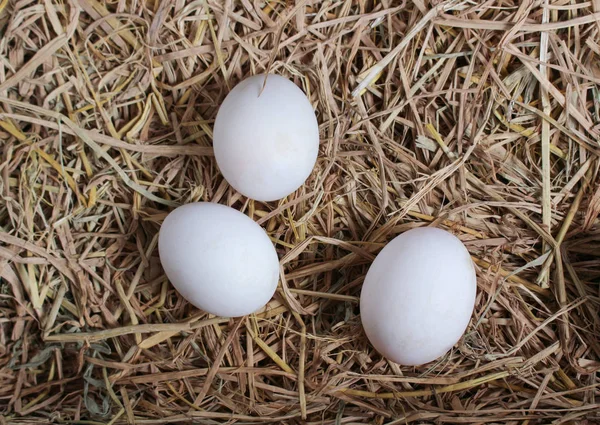 Frische Enteneier Auf Stroh Hintergrund Bild Von Oben — Stockfoto