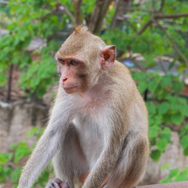 Çelik çitin üzerinde oturan sevimli bir maymun. Doğal orman görüntüsünde hayvan yaşamı.