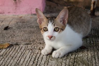 Sevimli küçük kedi yavrusu dışarıda oturuyor. Açık yeşil gözlü Tabby komik kedi yavrusu. Hayvan bebek teması.