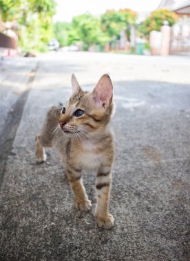 Sevimli küçük kedi yavrusu dışarıda duruyor. Kahverengi gözlü tabby komik kedi yavrusu. Hayvan bebek teması.