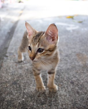 Sevimli küçük kedi yavrusu dışarıda duruyor. Kahverengi gözlü tabby komik kedi yavrusu. Hayvan bebek teması.
