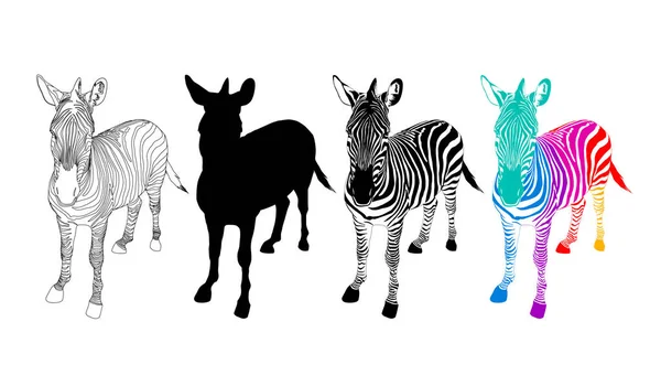 Zebra Symbol Icon Style Color Black White Outline Wild Animal — Stock Vector