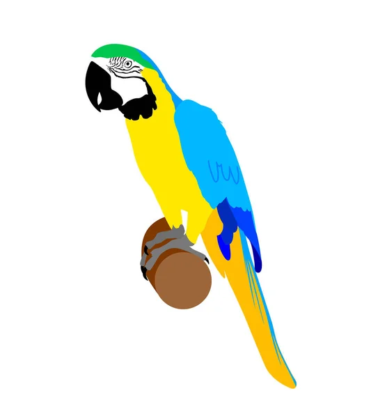 Modrý Zlatý Macaw Vektorová Ilustrace Papouška — Stockový vektor