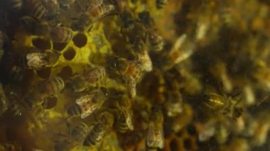 Arıcılık. Bir rafta farklı renkte bal ve kalınlıkta cam kavanozlar var. Şeffaf bir kovanda aktif arılara yakın çekim. Arılar çalışıyor ve son ürün.