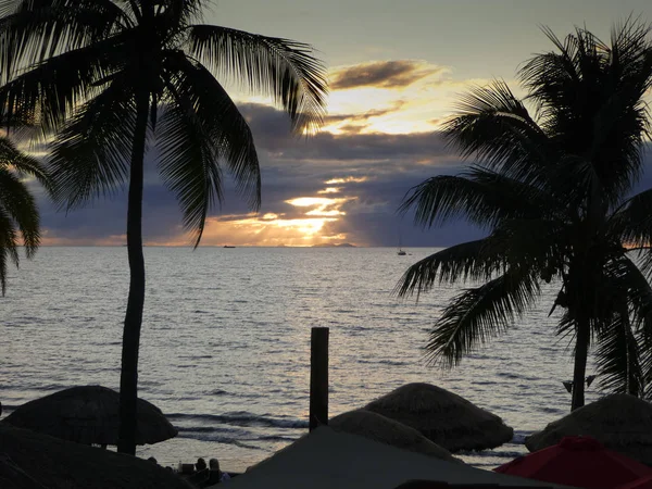 gün batımı ve palmiye ağaçları