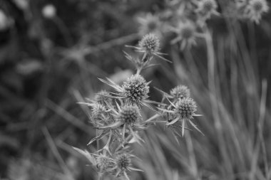 Mavi eryngo olarak bilinen eryngium planum ya da düz deniz kutup çiçeği başı siyah ve beyaz olarak yakın plan