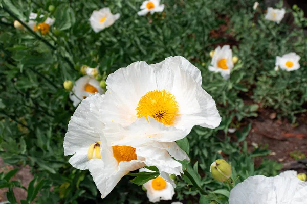 Romneya (Matilija gelinciği) çiçek başlığı yakın plan