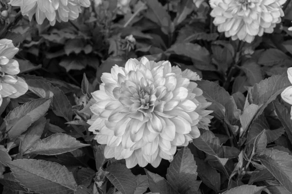 Dahlia çalı çiçeği, yemyeşil arka bahçeye yakın siyah beyaz