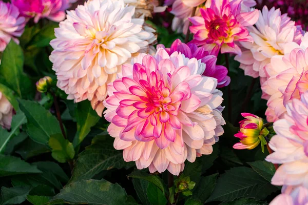 Pembe Dahlia çalı çiçeği yemyeşil arka bahçeye yakın çekim